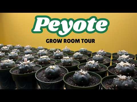 A Tour of My Peyote Grow Room