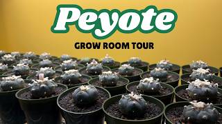 A Tour of My Peyote Grow Room
