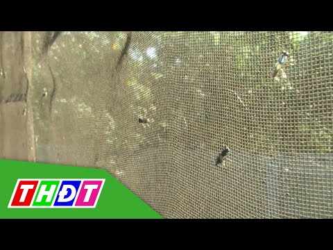 Video Hiệu quả mô hình nuôi ruồi lính đen kết hợp chăn nuôi... - youtube