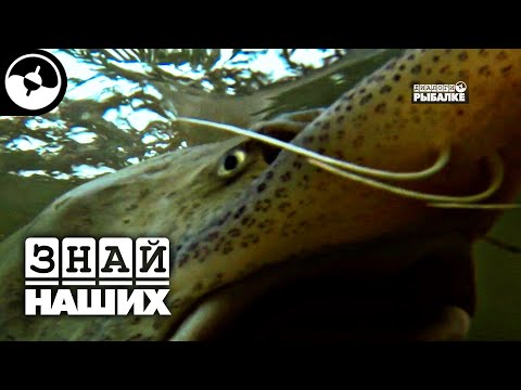 Рыбалка в Охотском море. Кунджа, калуга и зайцы | Новые Диалоги