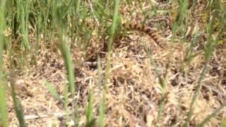 Information 5 foot Gopher Snake News