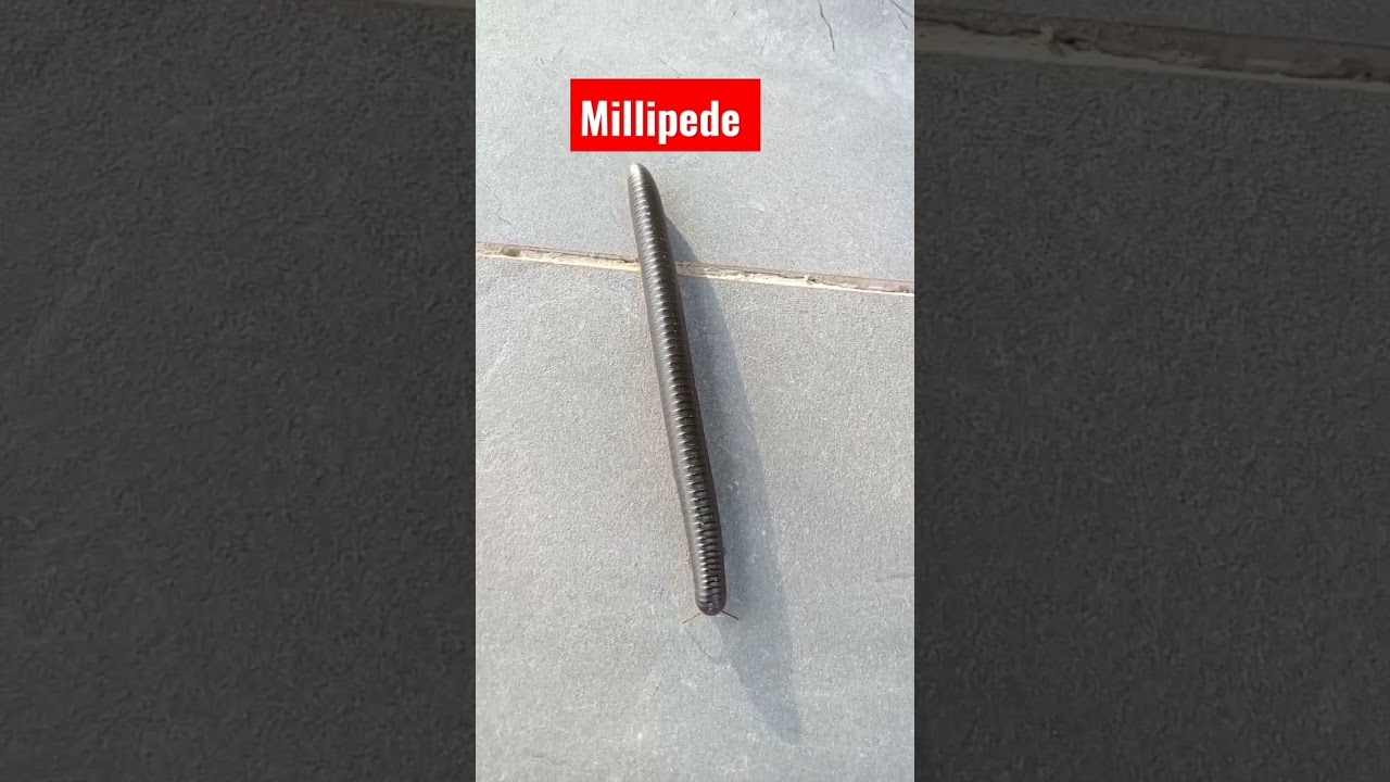 Millipede/chicobolus spinegerus/julidae//