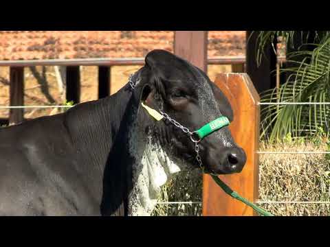 LOTE 8 • 8º LEILÃO GIROLANDO PRIME • 0850CO