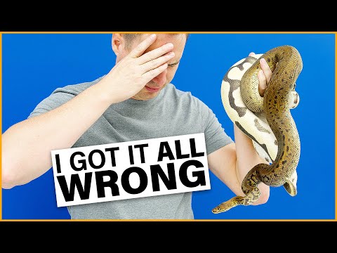 MISIDENTIFIED Ball Pythons — What EVERY Buyer Should Know! | JKR #ProTip