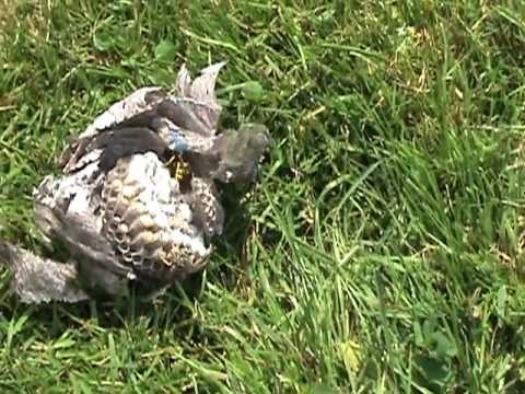 Wasp nest removal