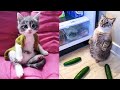 Try Not To Laugh or Grin While Watching Funny Animals Compilation #47