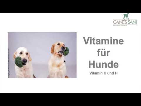 Video: Vitamin C & Hunde