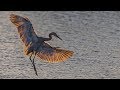 Nikon Z7 Bird In Flight with FTZ Nikkor 200-500mm & Nikon 500m F4 First Day Impressions.