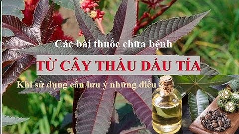 Cây Thầu Dầu chữa bệnh xương khớp, bệnh về mắt - Khi sử dụng cần lưu ý những điều gì .