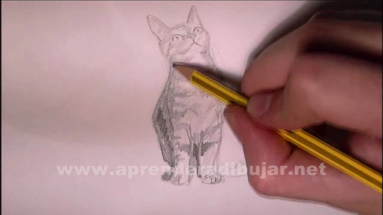 Dessin Au Crayon De Chat Assis Comment Dessiner