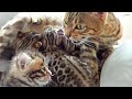 Mother cat having a conversation with her kittens