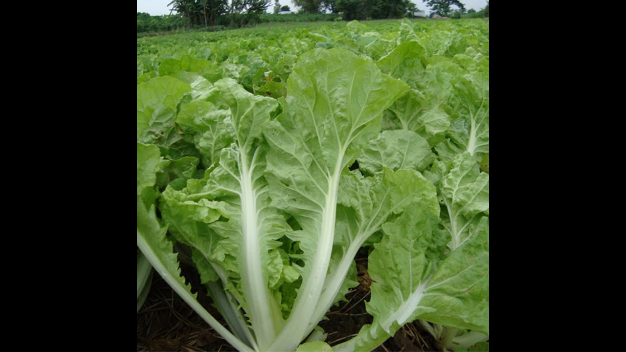 How to plant Taiwanese Bok Choy Cabbage ស្ពៃក្រញ៉ាញ់ YouTube