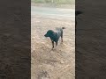 cute black dog #shorts #tamil #love #song #bgm #music #birds #wildlifephotoghraphy #nature