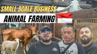 Animal Farming Business in Indonesia | Full Farm Tour | Investment, Profit & Opportunities | KITAS 