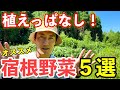 一度植えたら無限増殖！？ほったらかしで増えるおすすめの宿根野菜５選！【自然農】