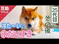 ひんやりオイシイ♪もっとチョーダイ♪25代目【豆助通信】<柴犬・豆柴>Japanese dog mameshiba