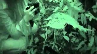 How to find and catch a wild tarantula in Amazonas jungle