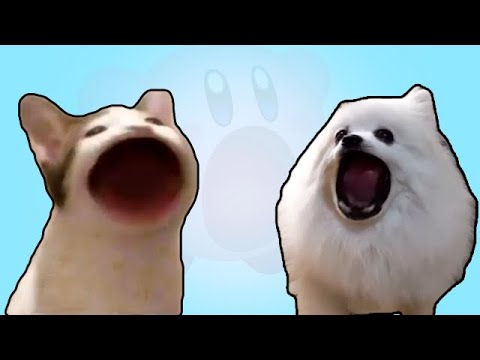 고양이 VS 강아지 ( Pop Cat VS Gabe the Dog )