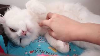 American curl cat:หมีนอนอีกแล้ววววว