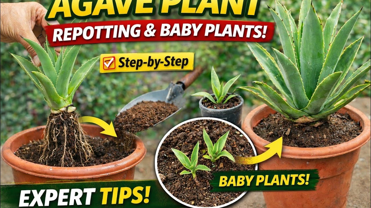 Agave Plant Repotting & Baby Plants | Step-by-Step Hindi Guide | Full Care Tips