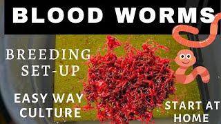 Blood worms breeding | How to culture blood wroms | #bloodwormsbreeding #howtoculturebloodworms