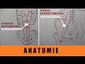 Gerade Bauchmuskeln richtig trainieren - Anatomie rectus abdominis &amp; iliopsoas - Bauchmuskeltraining