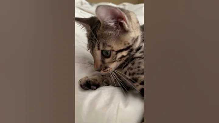 Video 11713341: bengal cat training, bengal cat kitten, bengal kitten attacks, cat exercise