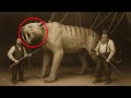 The 20 Biggest Beasts in Earth’s History — Their Size Is Terrifying