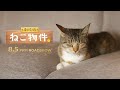 猫付きシェアハウスを舞台に 猫が結んだ家族の心温まる物語 劇場版「ねこ物件」特報