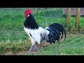 Lakenvelder Chickens | Regal Livery