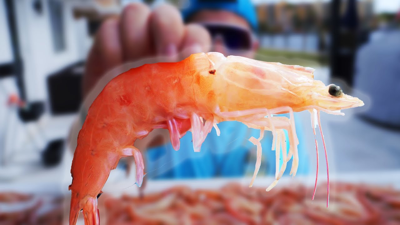 Catching HUNDREDS Of GIANT SHRIMP (Florida Shrimp Run) 