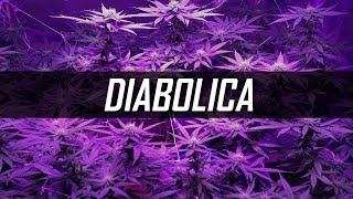"Diabolica" - Instrumental Reggaeton Beat 2019 Perreo Malianteo | Prod by iMusicBeat chords