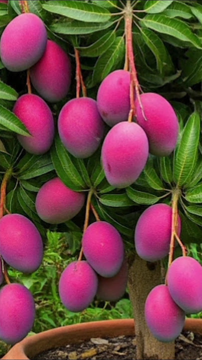 Miyazaki Mango Plants Miyazaki Mango #shortsvideo #mangovarieties #fruitplants