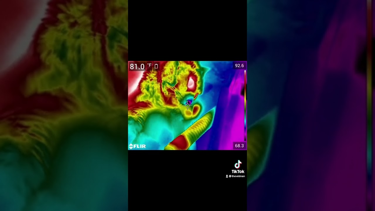 Veterinary Thermography - Respiratory Distress
