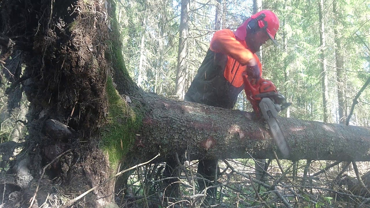 Stormkapet med husqvarna 550xpg