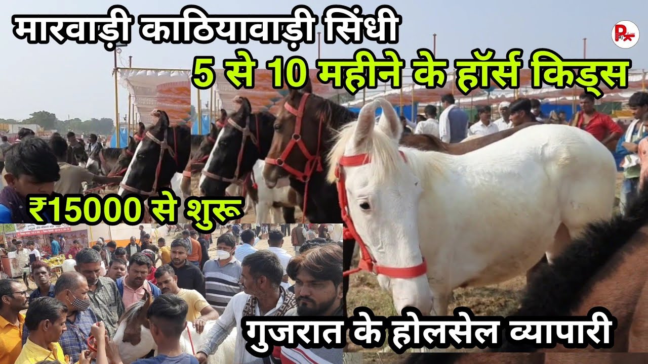 गुजरात से आए घोड़ों के होलसेल व्यापारी | Horse colt ₹15000 se ₹80000 me | sarangkheda horse festival
