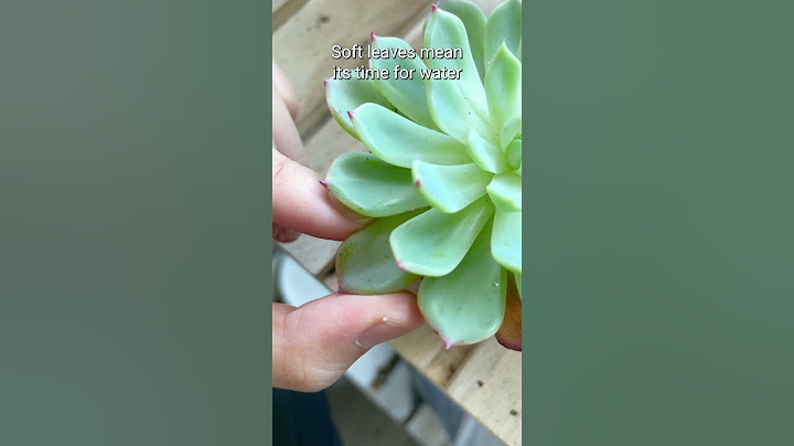 Another way to tell succulents need water 💦 #succulentsbox #succulent #cactus #watering #shorts