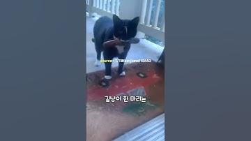 매일 집 앞에 음식을 물고오는 길냥이는 #shorts