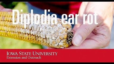 Diplodia ear rot