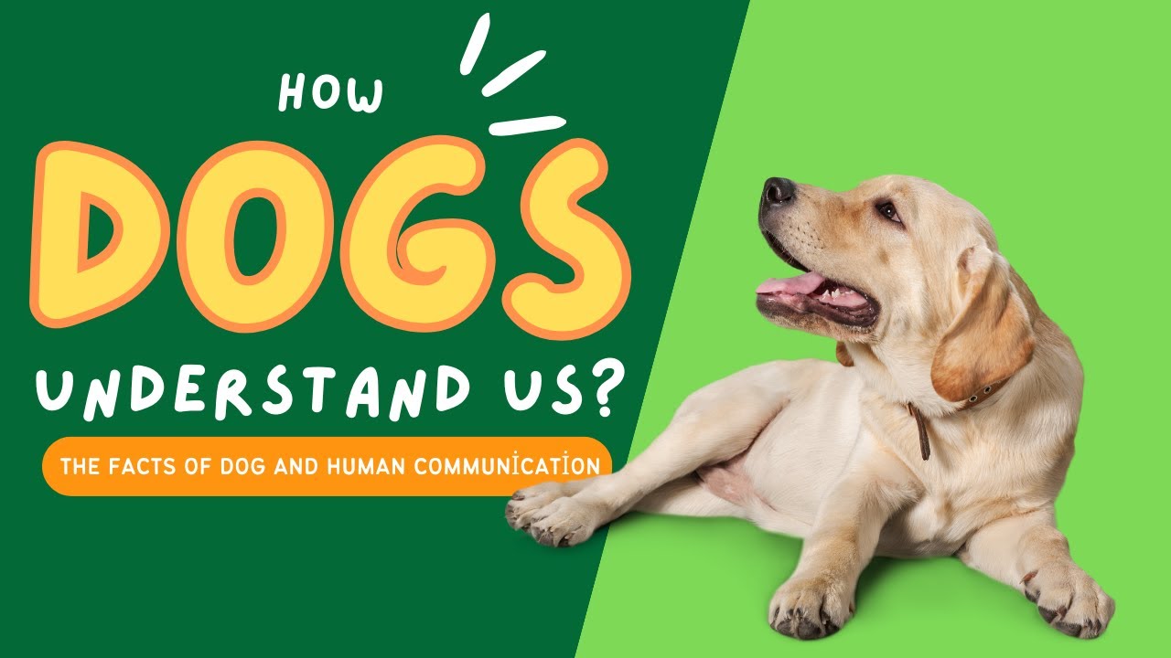 How Dogs Understand Us? The Facts of Dog and Human Communication