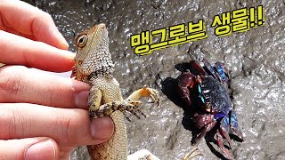 맹그로브에서 발견되는 신비한 생물들!! [말레이시아 생물관촬]