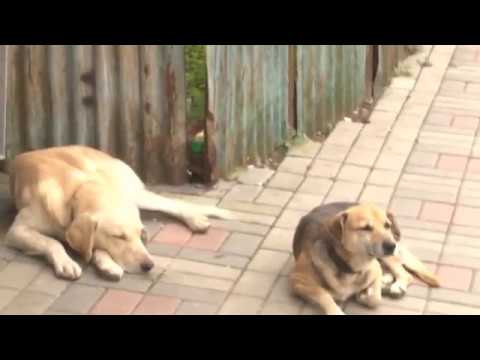 სამეგრელოში მიუსაფარი ძაღლების თავშესაფარი აშენდება 15 10 19