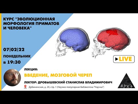 Станислав Дробышевский "Введение, мозговой череп" курс "Эволюционная морфология приматов и человека"