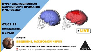 Станислав Дробышевский "Введение, мозговой череп" курс "Эволюционная морфология приматов и человека"