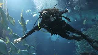 Steve Aoki Scuba Diving Atlantis The Palm, Dubai