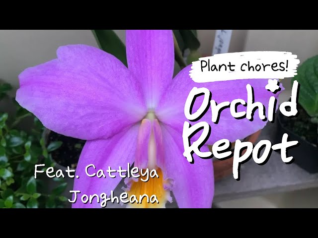 How to Repot Cattleya Orchids: Cattleya Jongheana class=