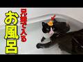 風呂に保護猫入れたら虐待かとマジギレしてネコの本領発揮したガチ目であがくようになりました