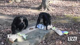 Happy Chimpsgiving 2023 by Project Chimps 1,042 views 5 months ago 7 minutes, 45 seconds