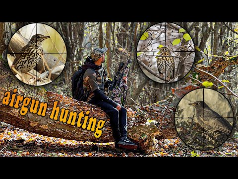 P35 Air Rifle Hunting Turdus Bird Shots Extreme Precision Epic Moments