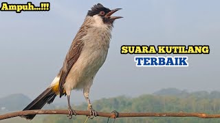 Download Lagu Suara Burung KUTILANG GACOR Terbaik Untuk Panggilan dan Masteran Sudah Terbukti Ampuh MP3